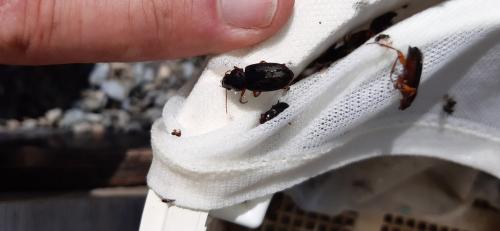 Réf. 263 692 : Pseudoophonus sp.